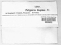 Inonotus hispidus image